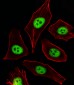 CDKN1A Antibody (C-term)